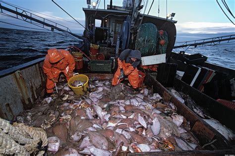 North atlantic is the sequel of fishing: Disappearing Cod: Long-Term Ban Necessary | WilderUtopia.com