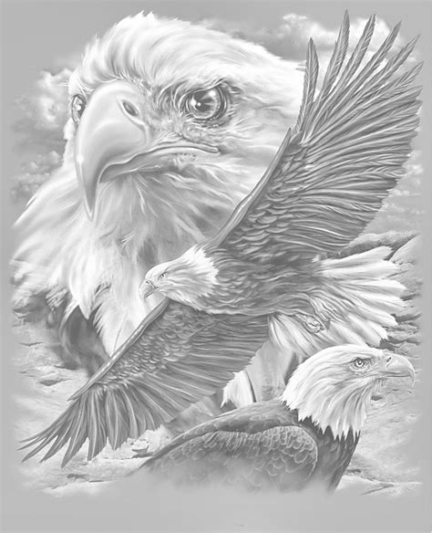 Black White Eagle Drawing Eagle Pictures Eagle