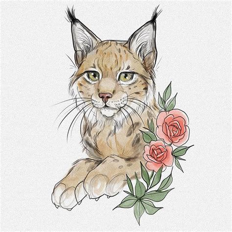 Lynx Drawing Pencil Sketch Colorful Realistic Art Images Drawing