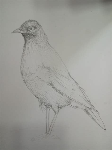 Gambar Burung Arsiran - Gambar Burung