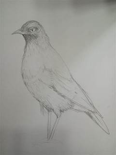 Gambar Hewan Arsiran