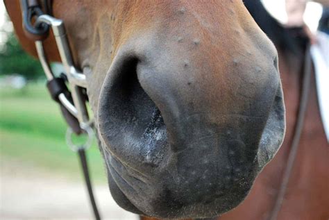 The Nose Knows What Equine Nasal Discharge Tells Us The Horse