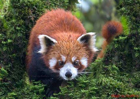The Red Panda Ailurus Fulgens In The Wild The Rare And