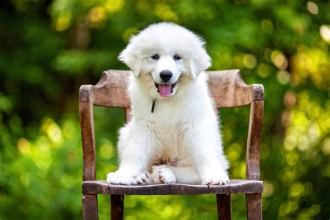The List Of 12 Is Great Pyrenees A Large Breed