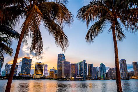 Miami Florida Skyline And Bay At Sunset Seen Through Palm Trees Neo