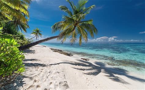 Au coeur de l'océan : Télécharger fonds d'écran palmier, tropical, île, paysage d'été, l'océan, la côte d'azur ...