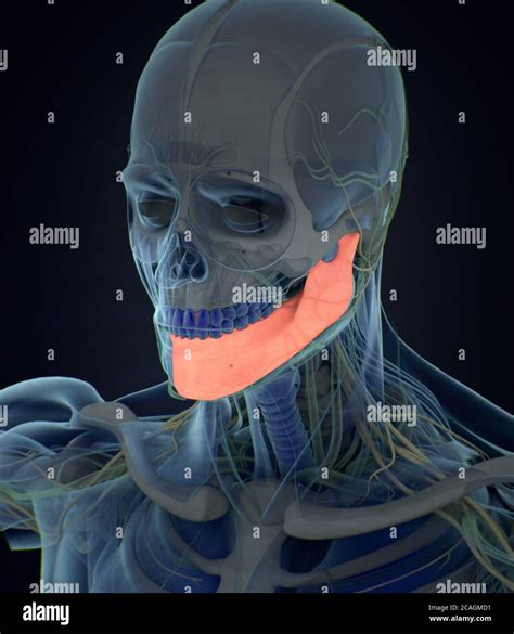 Anatomy Illustration Of Human Mandible Jaw Bone Inside Body 3d