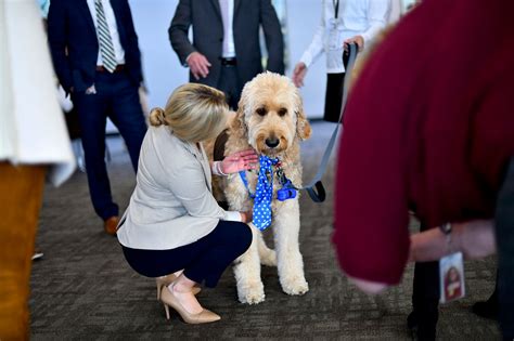 Therapy dogs visit stressed Congressional staffers at impeachment hearings