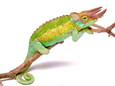 Rainbow Jackson Chameleon Reptiles for sale - PV Pets, NJ