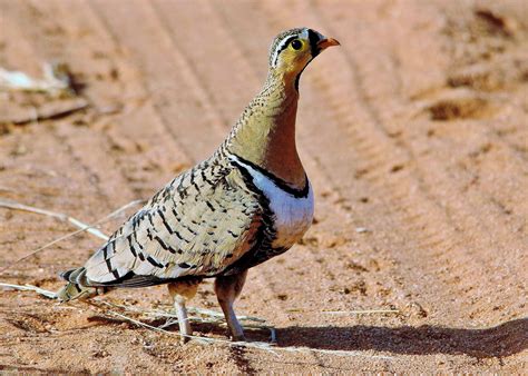 Black Faced Sandgrouse Pets Animals East Africa