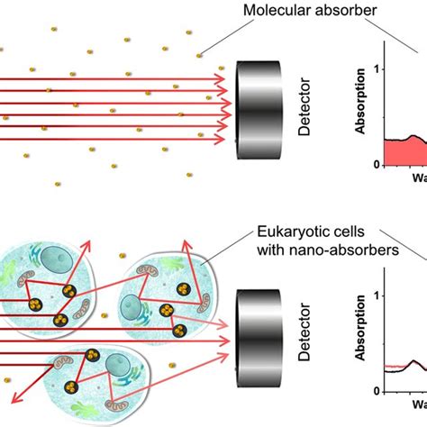 Principle Of Uv Vis Spectrophotometry A Detected Uv Vis Spectrum For