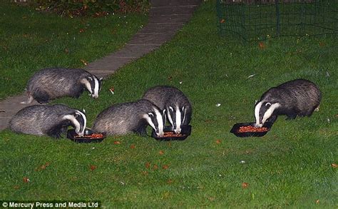 Of course, we're talking about hedgehogs. Hungry hedgehog bullies three cowardly badgers and steals ...