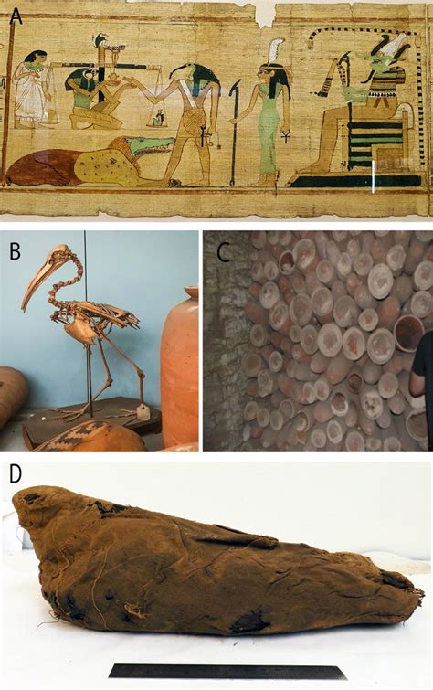 origins of egypt s sacred ibis mummies examined archaeology magazine flipboard