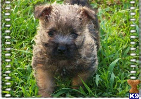 Cairn Terrier Puppies For Sale 26485
