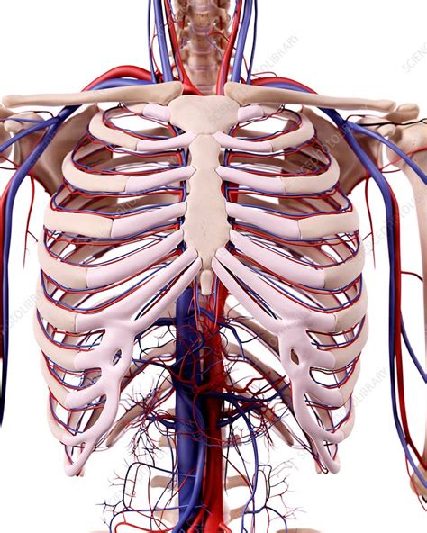 Human Thoracic Anatomy Stock Image F0156076 Science Photo Library