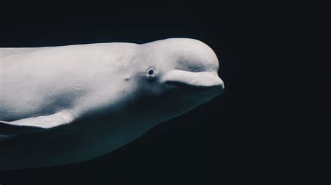5 Interesting Facts About Beluga Whales Free The Ocean