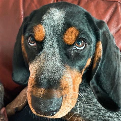 15 Reasons Why Coonhounds Make Great Friends Page 2 Of 5 Pettime