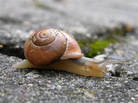 The other two species of banded snails in central europe are the alpine banded snail (cepaea sylvatica), occurring. trädgårdssnäcka (Cepaea hortensis) Biopix foto 12033