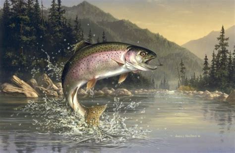 42 Trout Fishing Wallpapers For Desktop