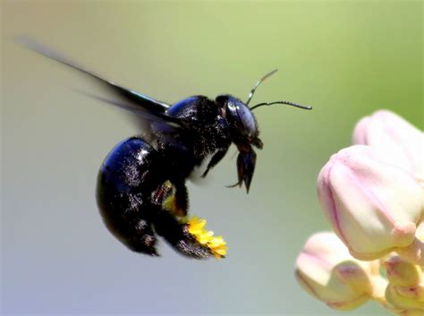 Carpenter Bee Black Genus Xylocopa Canon 50d Michel Van Der