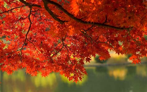 Autumn Leaf Wallpapers Wallpaper 1 Source For Free Awesome