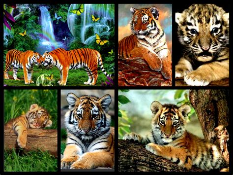 Cute Tiger Cubs Collage Tigerclan Fan Art 34588510 Fanpop