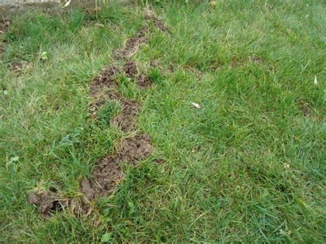 Shallow Tunnels In My Lawn Moles In Yard Outdoor Landscaping Mole