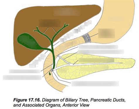 Anatomy Lab 17 Diagram Of Biliary Tree Pancreatic Ducts And