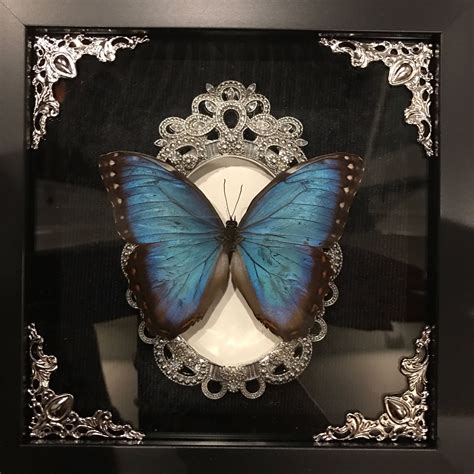 Real Black Banded Blue Morpho Butterfly Taxidermy Display