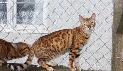 Today all cat associations that recognize the bengal have rules regarding how closely show cats can be related to the leopard cat. adopt a cat or kitten — Pride of Eire Bengals