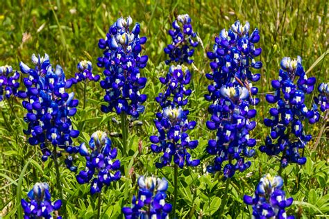 Lupine Texas Bluebonnet Hometown Seeds