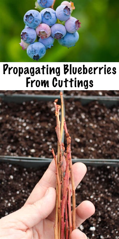 Propagating Blueberries From Cuttings Home Vegetable Garden Fruit
