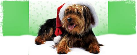 Here are 6️⃣ tips to keep in mind if you're planning on an adventure with your pet in 2020. AVMA Has Tips for Pet Safety Over the Holidays - Wag The ...