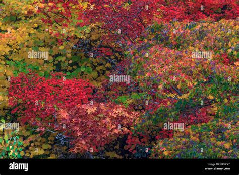 Fall Colors Seattle Arboretum Washington Stock Photo Alamy