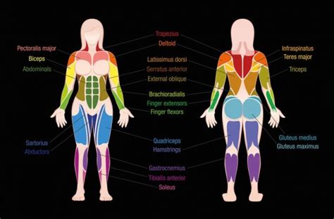 Other muscle names can provide information as to how many origins a particular muscle has, such as the biceps brachii. Body Muscle Names Chart : FREE 7+ Sample Muscle Chart ...