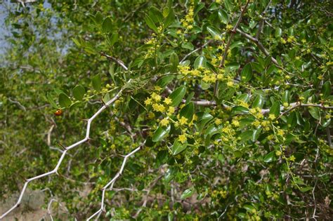 Lotus Tree Facts And Health Benefits