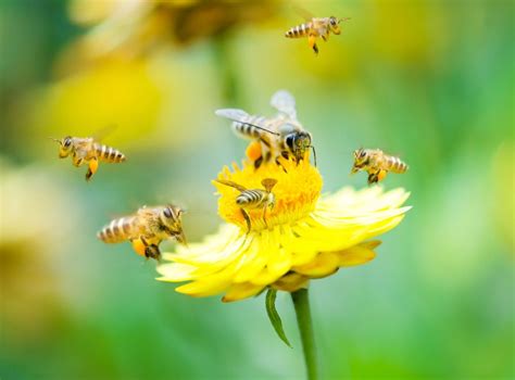 Jaké rostliny prospěšné pro včely vybrat do zahrady | Recepty prima nápadů