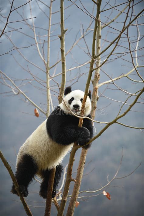 Giant Panda In Wolong Sichuan China Stock Image Image Of Treen Giant