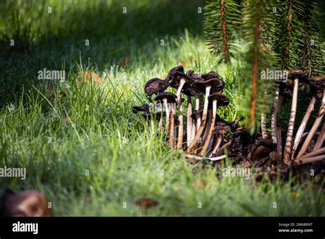 Psilocybin Magic Mushrooms Growing In Forest Naturally Psychoactive