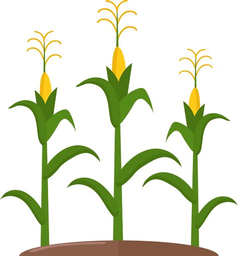 Corn Field Clipart Transparent Png Hd Corn Field Clipart Corn Field