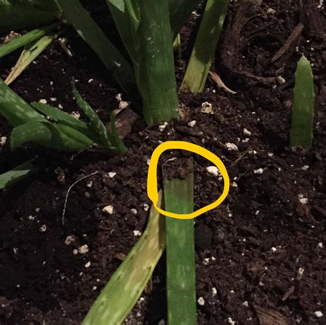 Aloe Vera Plant Root Rot But In Addition To Yellowing Leaves If The
