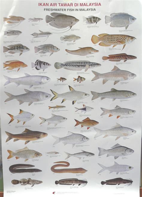 Ikan air tawar dan ikan air masin zulsegamat. Senarai Jenis Ikan Laut Malaysia
