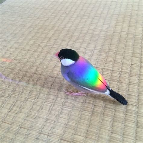 Rainbow Bird Rpics