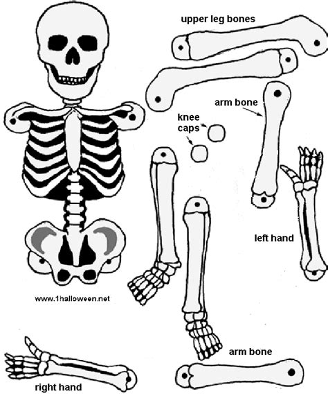 Imagescutskele Skeleton Craft Skeleton
