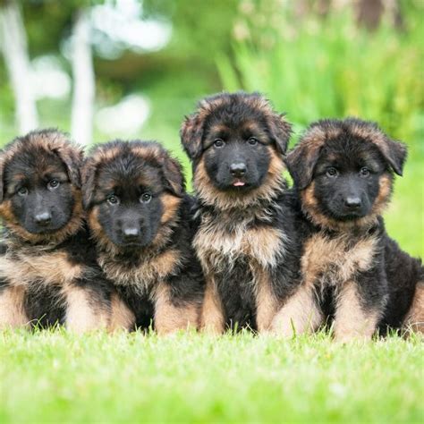 4 Facts About German Shepherds Greenfield Puppies