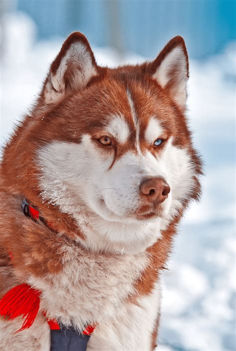 The Red Husky Racefakta Og Komplet Guide Hunderacer