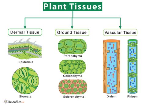 Plant Tissues Types Functions