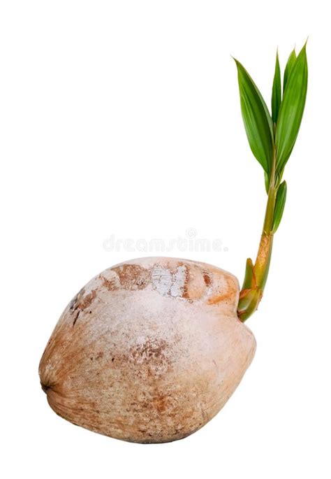 Growthcoconut Sprout Stock Photo Image Of Green Nature 75145022