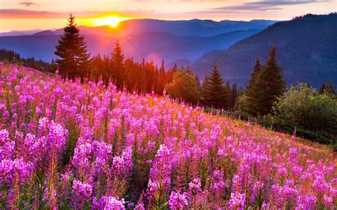 Sunsets Mountain Mow Lupine Pink Flowers Summer Landscape Wallpapers Hd