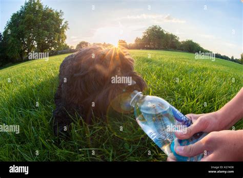 Thirsty Dog High Resolution Stock Photography And Images Alamy
